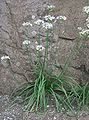 Knoblauch-Schnittlauch (Allium tuberosum), Habitus