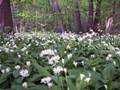 Bärlauch (Allium ursinum)