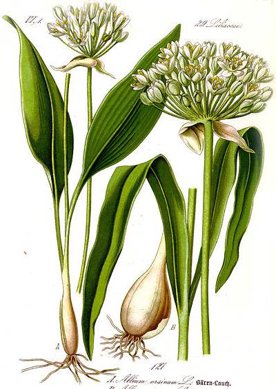 Bärlauch (Allium ursinum)