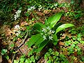 Bärlauch (Allium ursinum), Habitus