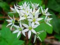 Bärlauch (Allium ursinum), Blüten