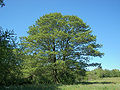 Schwarz-Erle (Alnus glutinosa), Habitus