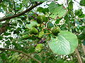 Schwarz-Erle (Alnus glutinosa), Fruchstand