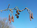 Schwarz-Erle (Alnus glutinosa), Zapfen