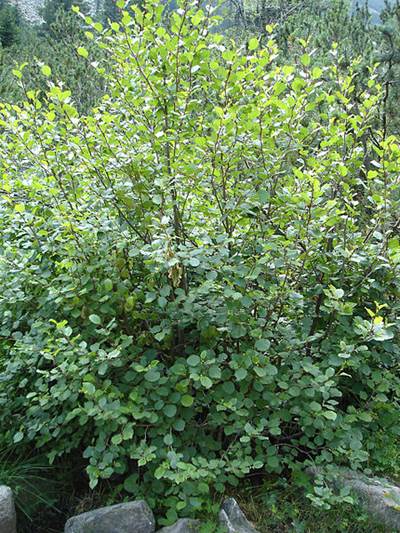 Grün-Erle (Alnus viridis)