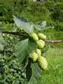 Grün-Erle (Alnus viridis), Blätter und Früchte