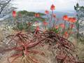 Aloe cameronii