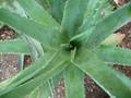 Echte Aloe (Aloe vera)