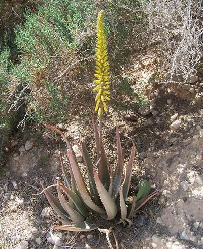 Echte Aloe (Aloe vera)