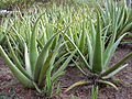 Echte Aloe (Aloe vera)