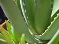 Echte Aloe (Aloe vera)