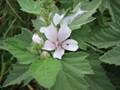 Eibisch (Althaea officinalis)