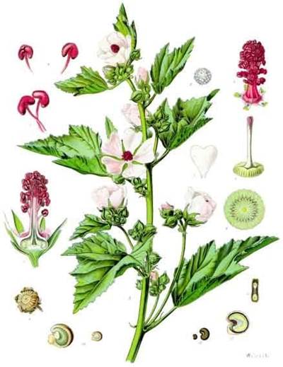 Echter Eibisch (Althaea officinalis)