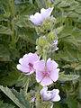 Echter Eibisch (Althaea officinalis), Blüten