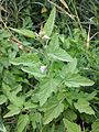 Echter Eibisch (Althaea officinalis), Habitus