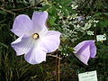Lilac Hibiscus (Alyogyne huegelii)