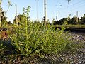 Weißer Fuchsschwanz (Amaranthus amaranthus)