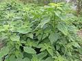 Aufsteigender Fuchsschwanz (Amaranthus blitum)