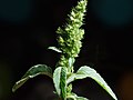 Aufsteigender Fuchsschwanz (Amaranthus bouchonii)