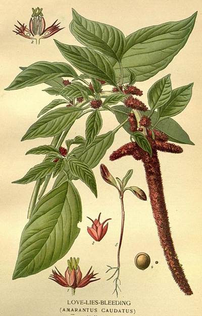 Garten-Fuchsschwanz (Amaranthus caudatus)
