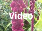 Amaranthus caudatus, Video, Urheber/Quelle/Lizenz: Tropica, YouTube