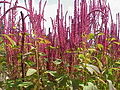 Rispen-Fuchsschwanz (Amaranthus cruentus)