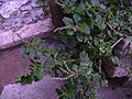 Herabgebogener Amarant (Amaranthus deflexus)