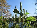 Grünähriger Amarant (Amaranthus powellii)