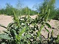 Zurückgekrümmter Fuchsschwanz (Amaranthus retroflexus)