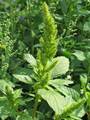 Zurückgebogener Amarant (Amaranthus retroflexus), Blütenstand und Blätter