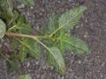 Zurückgebogener Amarant (Amaranthus retroflexus), Blattunterseite