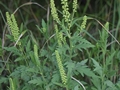 Western Ragweed (Ambrosia psilostachya)