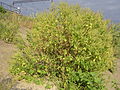 Giant Ragweed (Ambrosia trifida)