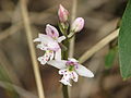 Small Round-leaved Orchid (Amerorchis rotundifolia)