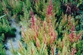 Valley Redstem (Ammannia coccinea)