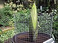 Titanenwurz (Amorphophallus titanum)