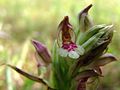 Wanzen-Knabenkraut (Anacamptis coriophora)