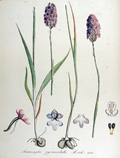 Anacamptis pyramidalis