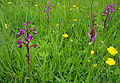 Lockerblütiges Knabenkraut (Anacamptis laxiflora)