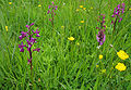 Lockerblütiges Knabenkraut (Anacamptis laxiflora)