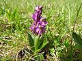 Kleines Knabenkraut (Anacamptis morio)