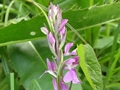 Sumpf-Knabenkraut (Anacamptis palustris)