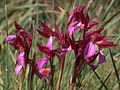 Schmetterlings-Knabenkraut (Anacamptis papilionacea)