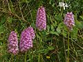 Pyramiden-Hundswurz (Anacamptis pyramidalis)