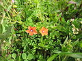 Acker-Gauchheil (Anagallis arvensis)