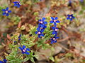 Blauer Gauchheil (Anagallis foemina)