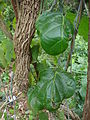 Scheinmyrte (Anamirta cocculus), Blätter