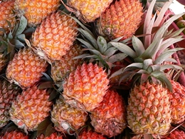 Ananas (Ananas comosus)