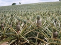 Ananas (Ananas comosus)