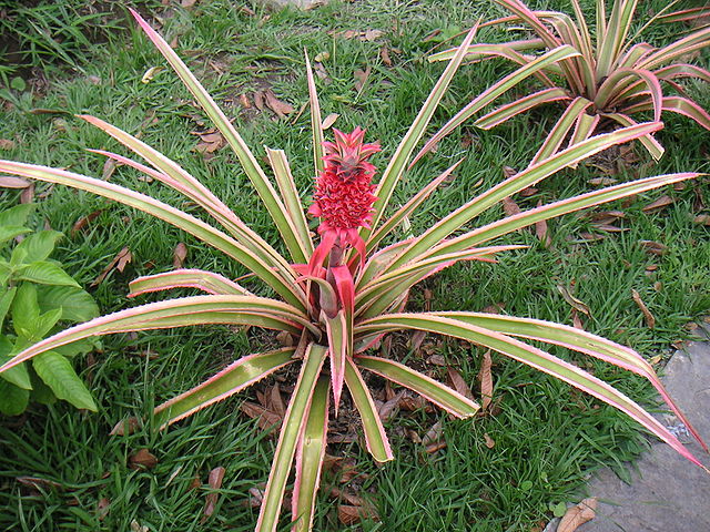 Ananas (Ananas comosus)